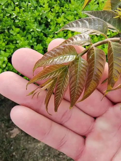 这个到底是不是香椿还是臭椿