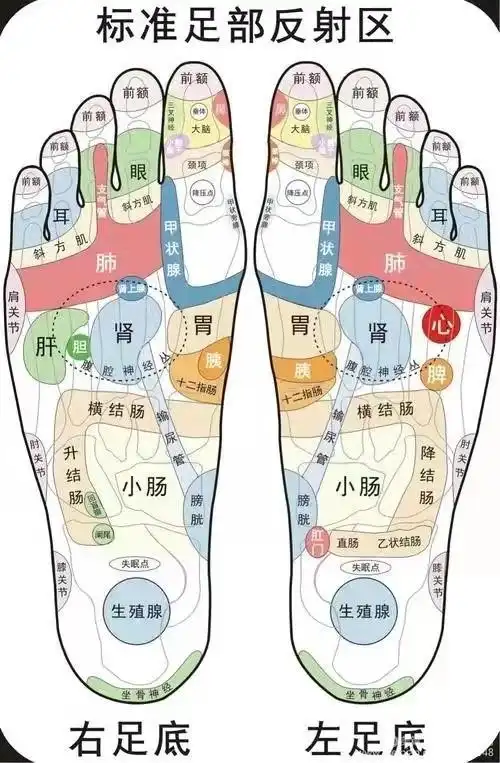 人体的器官都可以在脚步找到对应的反射区,并可以通过相应反射区的