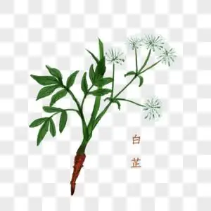 白芷中药材图片素材