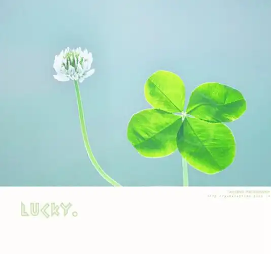 は蛋|三叶草|花语是一片叶子代表祈求;两…-堆糖,美好生活研究所