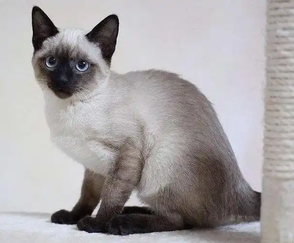 蓝色重点色:传统暹罗猫之一,从20世纪30年代起就是最受欢迎的品种之一