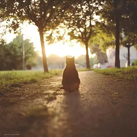 孤独的背影 猫咪你是否想念着以前的时光