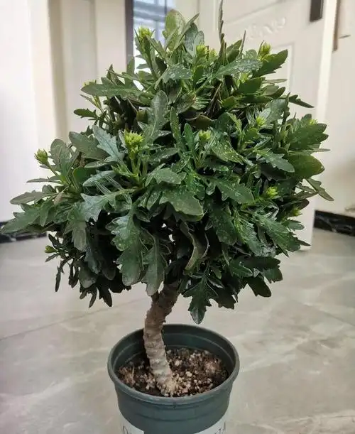 养了5年的长寿花"老桩"快开花了,总结4点经验,对你有用