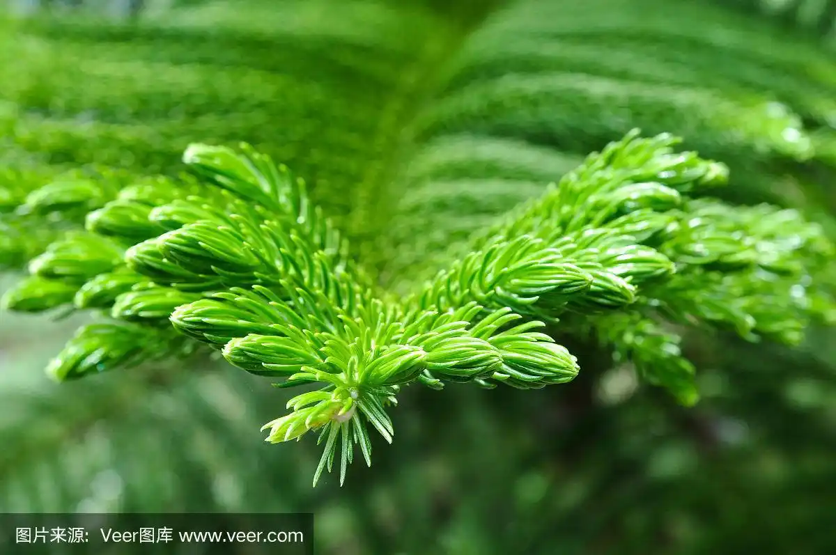 绿松树叶