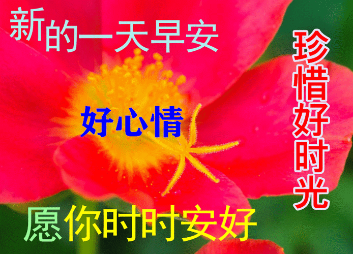 上午好动态表情图片大全祝福语句子