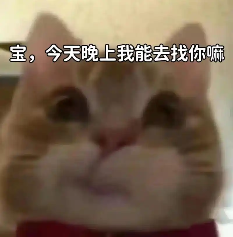 表情包 #猫咪表情包 #猫咪 #歪嘴 - 抖音