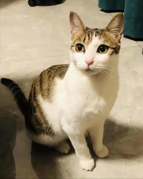 中华田园猫作为猫咪中的"国货之光",广受好评.