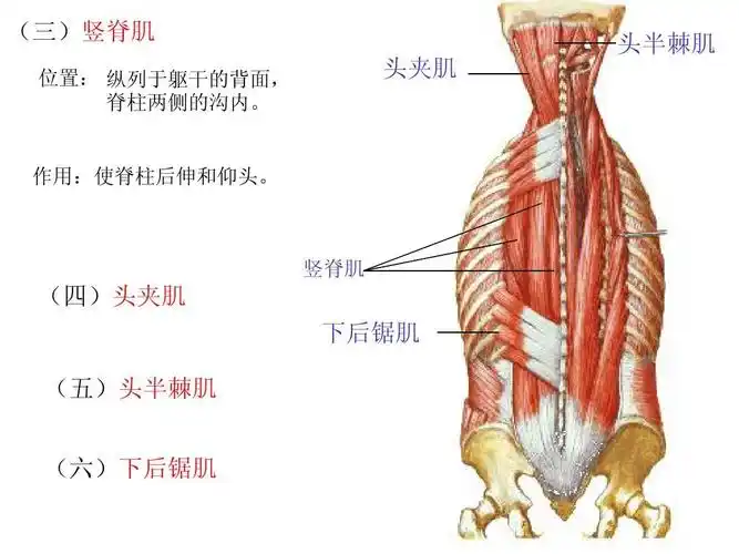所有分类 高等教育 医学 运动解剖学(肌学)ppt 系统解剖 (三)竖脊肌