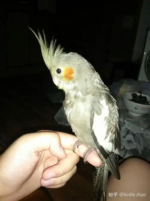 玄凤鹦鹉原始灰长大后头真的会变黄吗? - 知乎