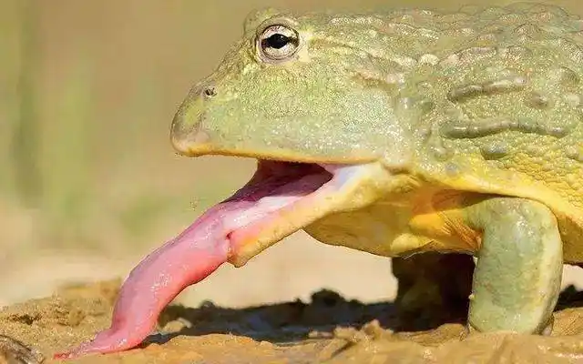 动物的奇怪舌头,它们的功能和结构,都五花八门形形色色!_口器