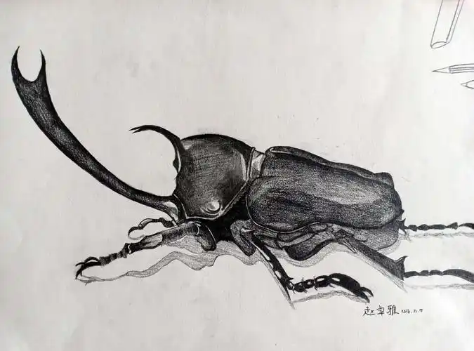 素描班第45周昆虫作品欣赏