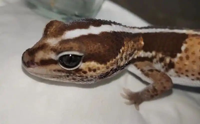 肥尾守宫  原色肥尾守宫