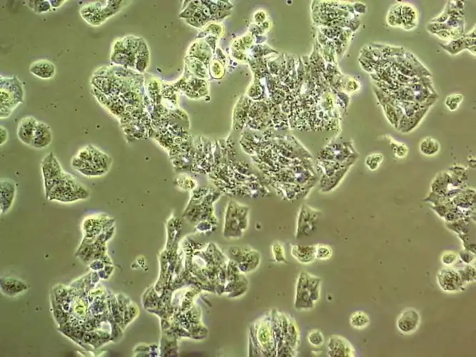 miha 正常人肝细胞系