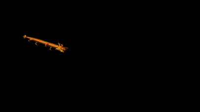 今天二月二龙抬头送你100条会动的龙开启2018一整年的好运气