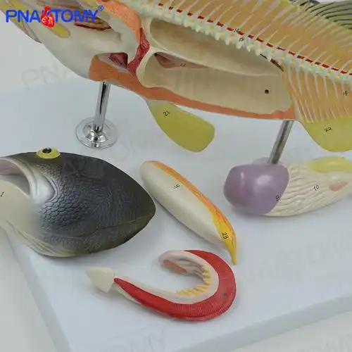 仿真鲈鱼内脏器官解剖模型水产养殖业生物教学实验可拆卸动物标本