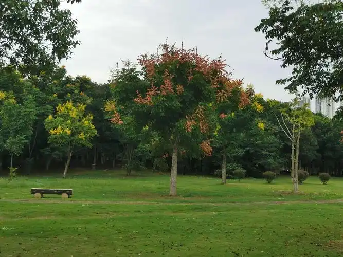 一片片绿色之中,麻楝树以他独特绚丽的风姿,点缀其间.