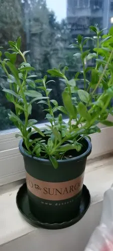 还有不是很健康的满天星的小苗(5.14才入手)