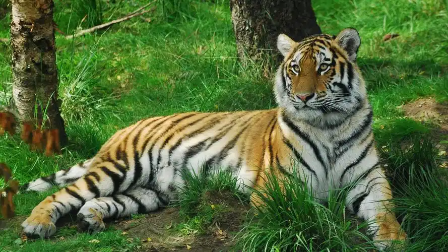 老虎,森林之王,草地,树林,老虎桌面壁纸