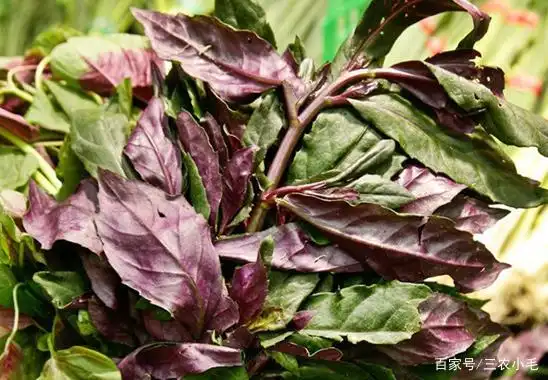 这种红叶菜,全年可采摘,爱吃的人不少,有人却说有毒,还能吃吗