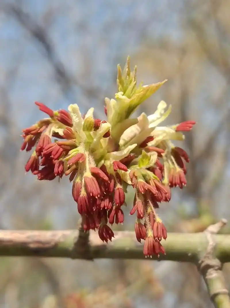 金叶复叶槭耐寒,属于彩叶植物,让你在春天就能感受到秋天的色彩.