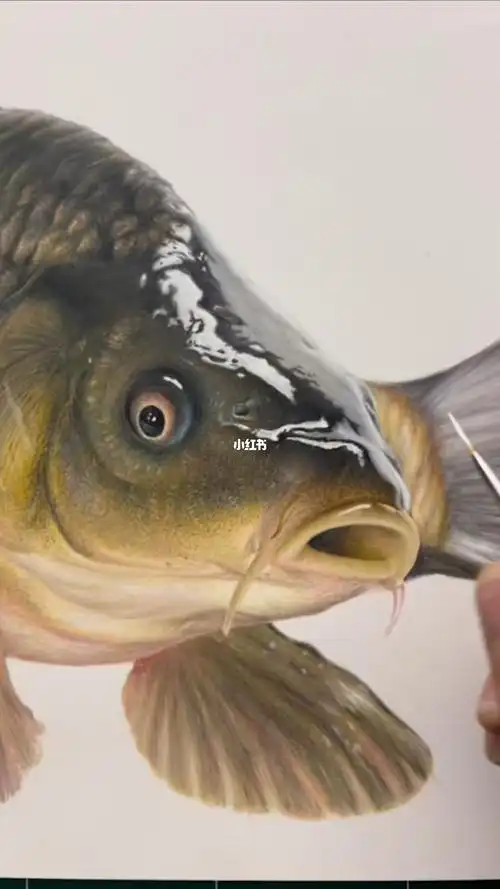 彩铅鲤鱼