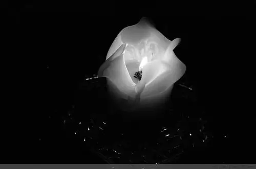 我点的蜡烛,用黑白拍是不是有点像白玫瑰? luv luv luv!