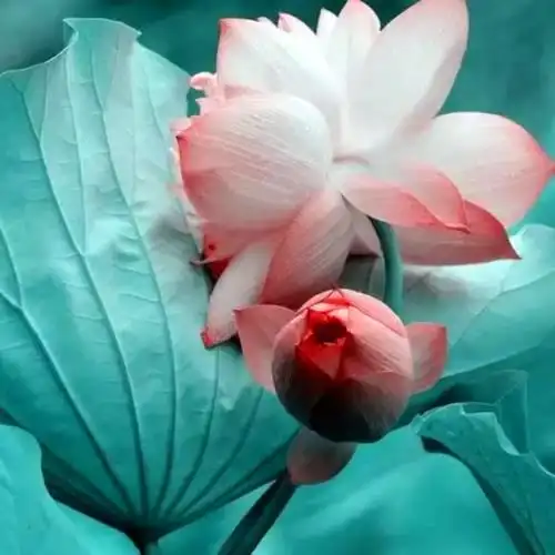 佛系图片头像禅意荷花