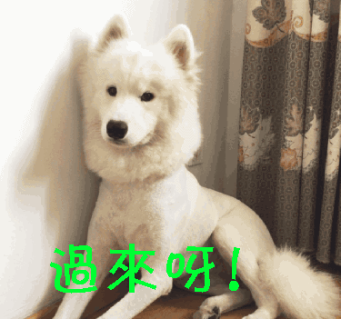 萌宠过来呀萌宠爱搞笑gif动图_动态图_表情包下载_soogif