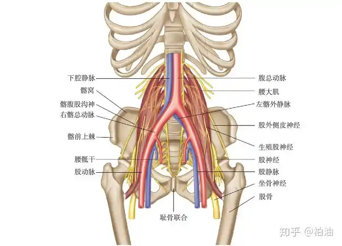 4,腰大肌:一块感觉丰富的肌肉