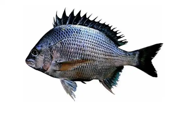 海钓各种鲷鱼的习性和垂钓技巧_钓鱼百科 【爱钓网】