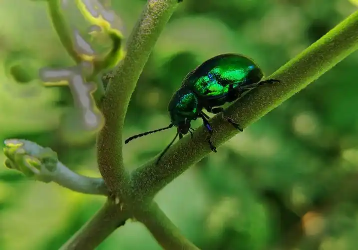 甲壳虫,小米note2拍摄.
