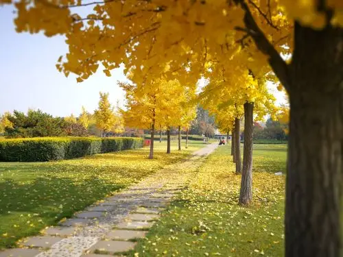 秋意浓 黄金路.