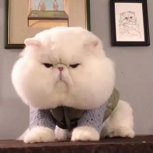 超级可爱的大脸猫,这脸长得太像屁股了!