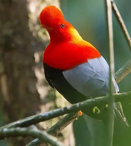 一组图直击各国国鸟