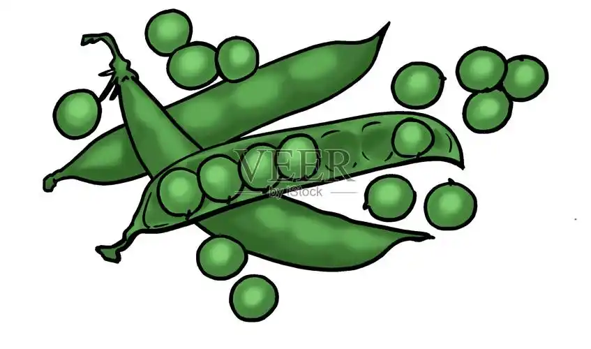 豌豆插画图片素材