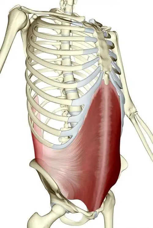 如何启动核心深层肌群"腹横肌",什么是腹横肌?