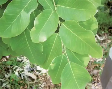 木材百科檀香紫檀