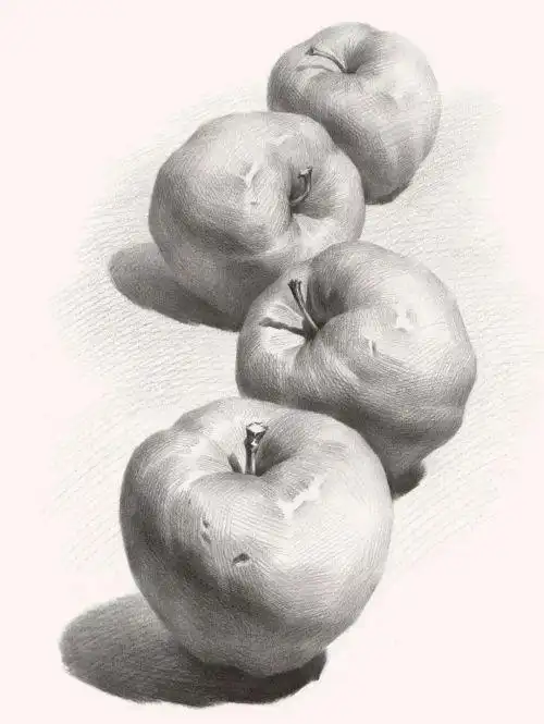 素描水果静物图片简单步骤素描静物明暗交界线的画法