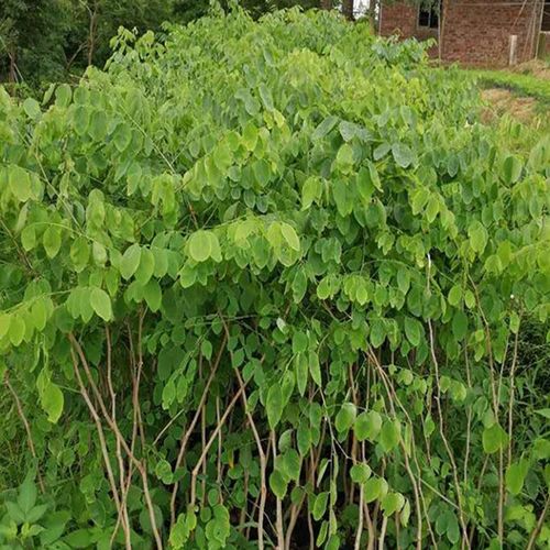 大红酸枝木料 越南_名贵苗木老挝大红酸枝苗 大红酸枝树苗 越南交趾