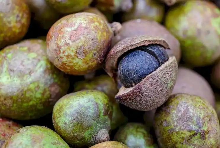 晾晒的油茶果.陈晨摄