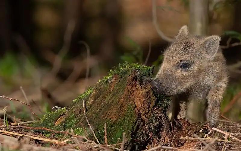 小猪,树桩 640x1136 iphone 5/5s/5c/se 壁纸,图片,背景,照片