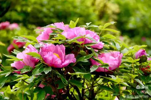 2019年五月一日早去迎泽公园牡丹园拍盛开的牡丹花,花期正旺,千姿百态