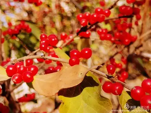 金银花果硕果累累(手机拍)