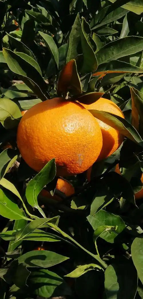 桔子全身金黄,用绽开的笑脸告诉人们"我已经成熟了"