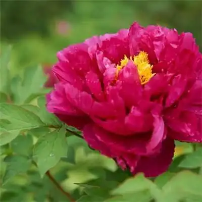 适合做头像的牡丹花朵图片 高清花开富贵牡丹_微信头像_头像屋