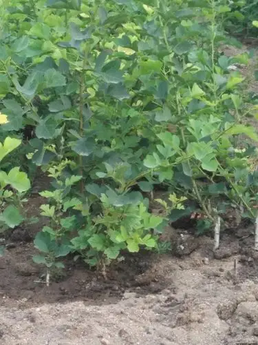 图片展示山东山楂树苗