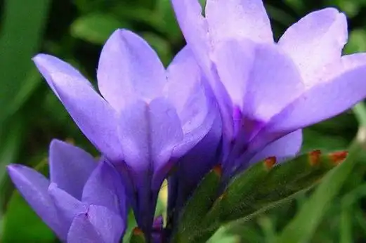 野生紫色百合有毒