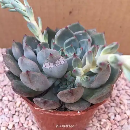 开花啦,一物一图)16/盆 小和锦(三个头,一物一图)22/盆 蓝精灵(多小头