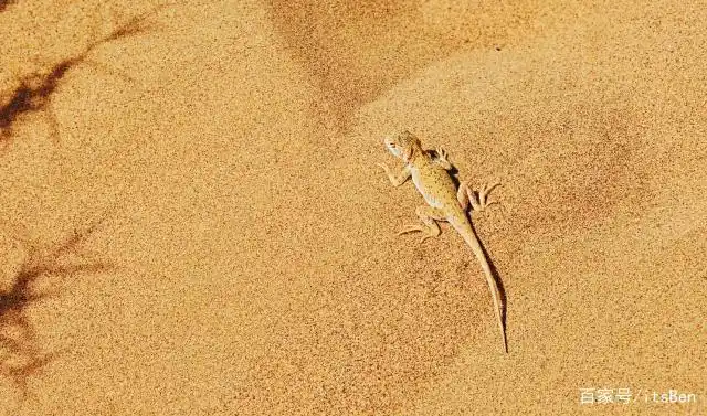 撒哈拉沙漠里的生命—小沙猫,胡杨,蜥蜴,骆驼