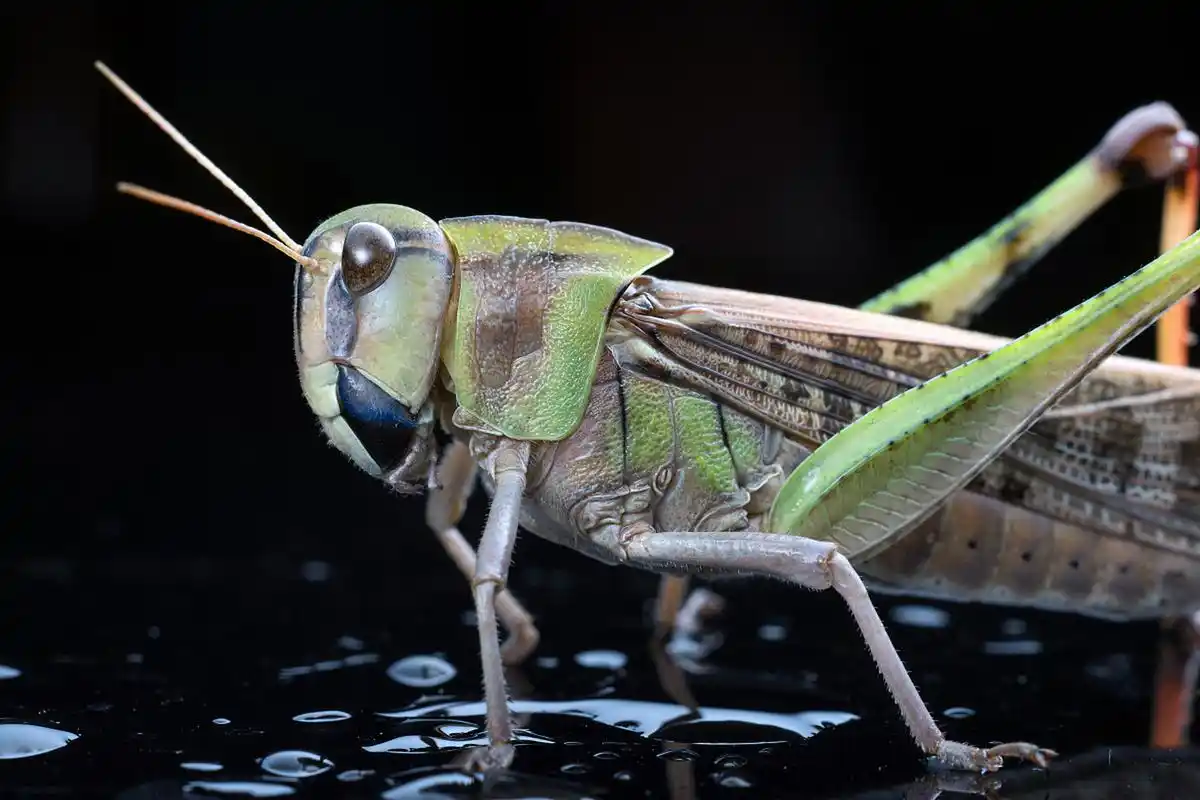 跳蝻,即蝗虫的幼虫,因没有翅,能够跳跃,故称跳蝻.